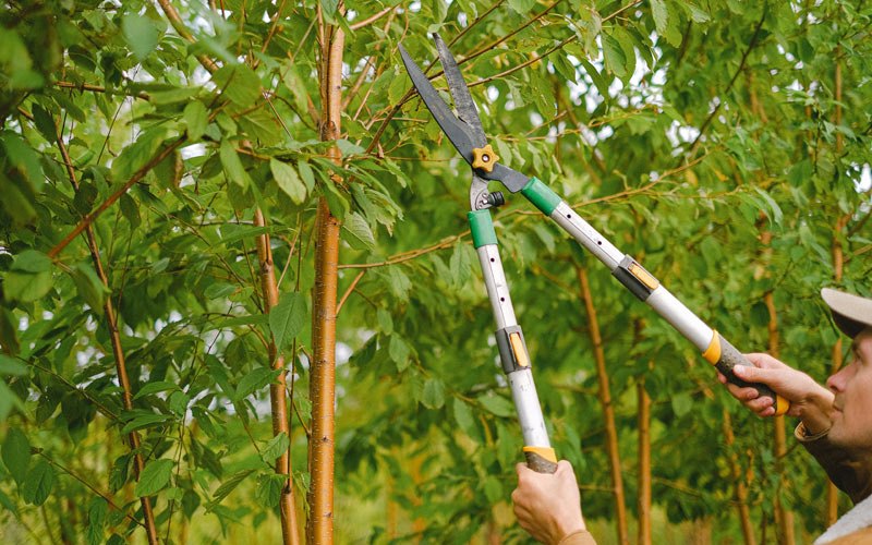Tree trimming in Great Bend, NY